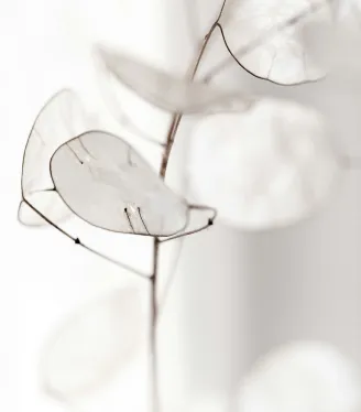 Flower with transparent petals